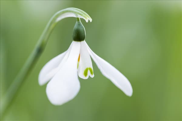Galanthus nivalis
