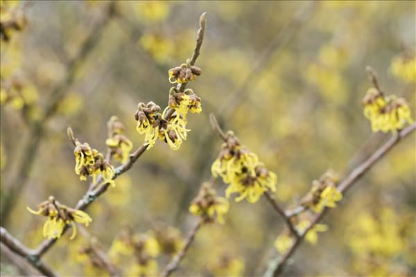 Hamamelis x intermedia 'Arnold Promise'