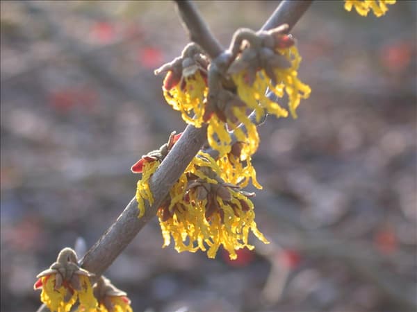Hamamelis x intermedia 'Arnold Promise'