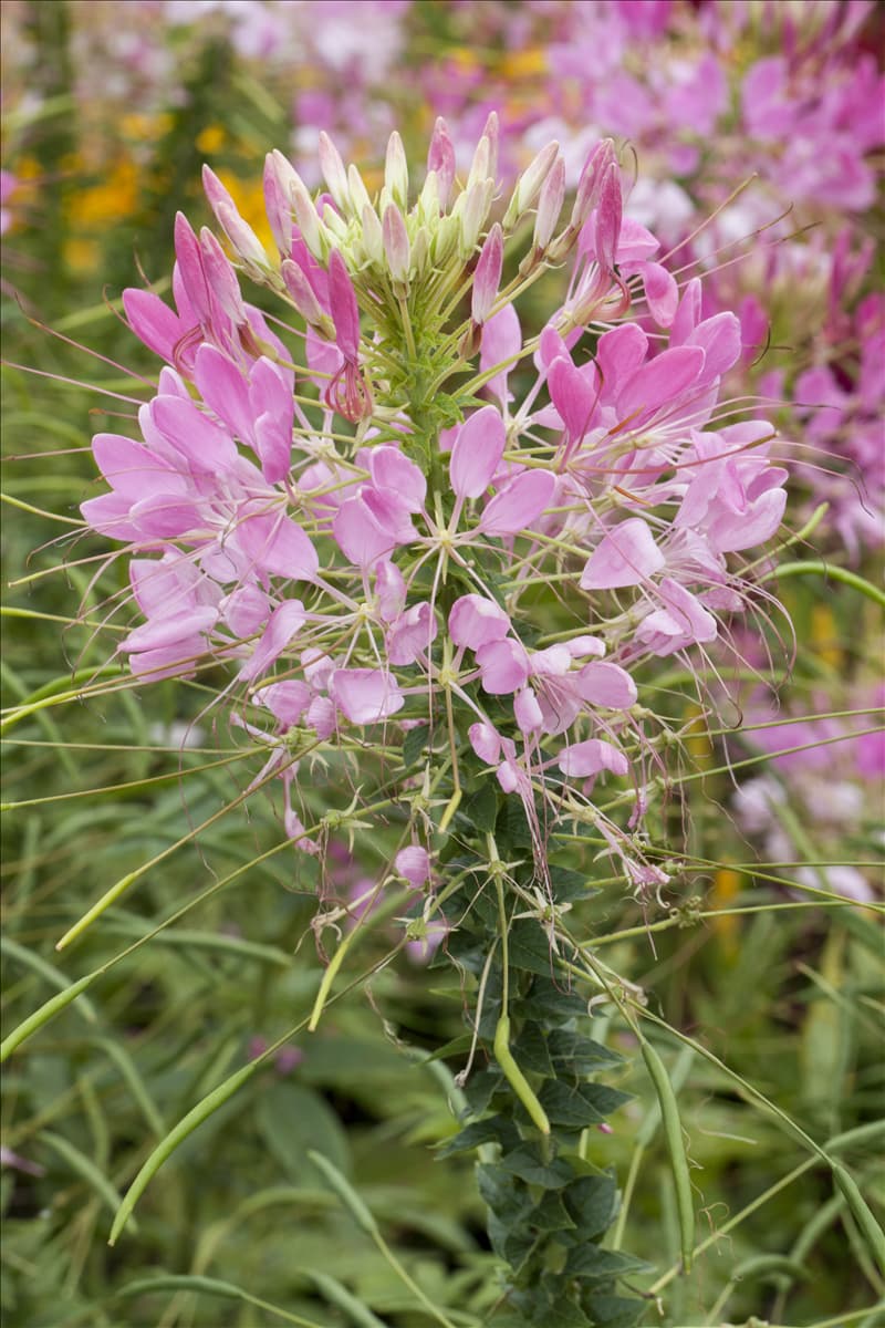 Cleome spinosa