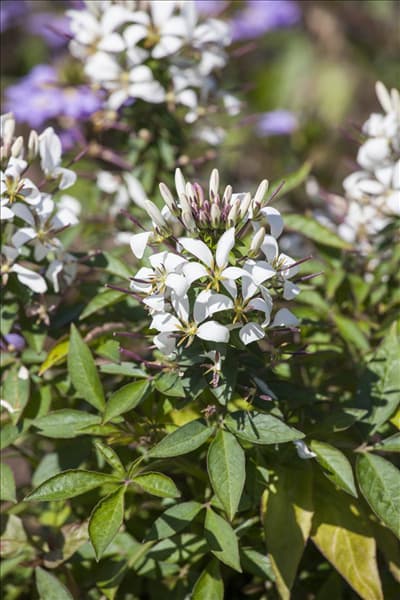 Cleome spinosa