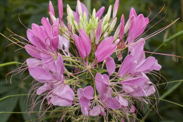Cleome spinosa