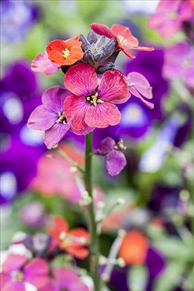 Erysimum linifolium 'Bowles Mauve'