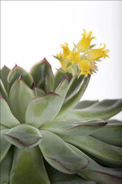 Echeveria