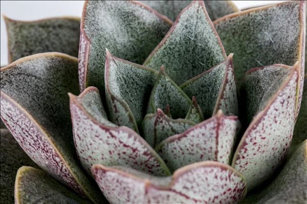 Echeveria