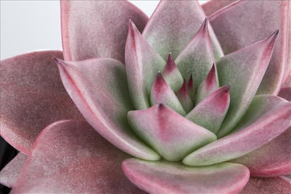 Echeveria
