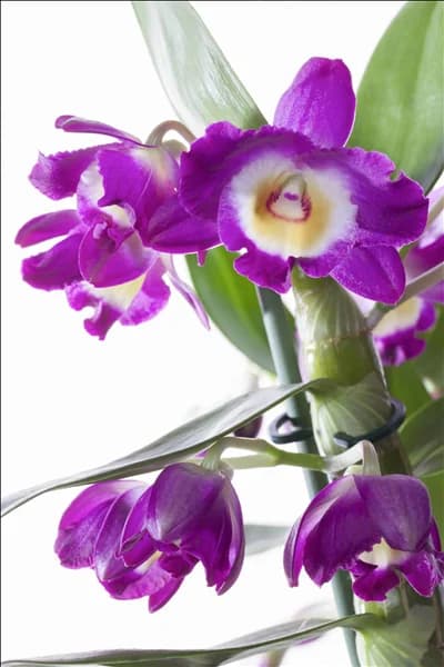 Dendrobium nobile