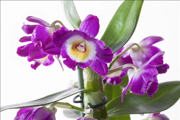 Dendrobium nobile
