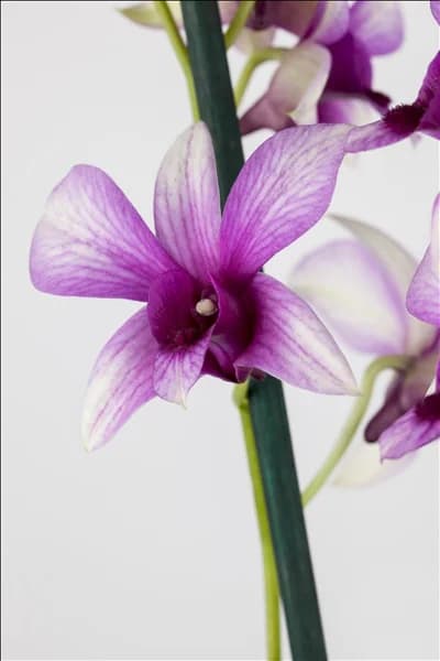 Dendrobium nobile