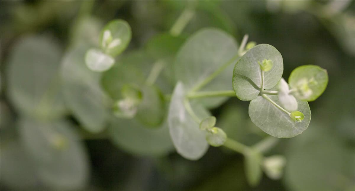 Eucalyptus gunnii