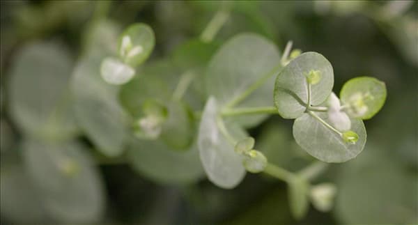 Eucalyptus gunnii