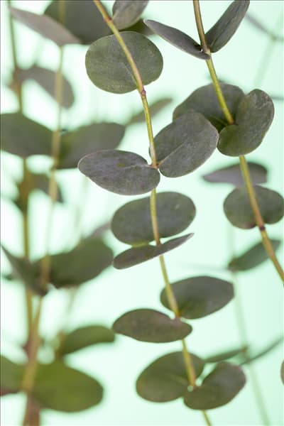 Eucalyptus gunnii