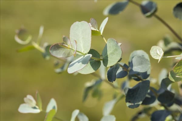 Eucalyptus gunnii