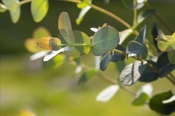 Eucalyptus gunnii
