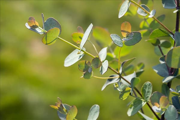 Eucalyptus gunnii
