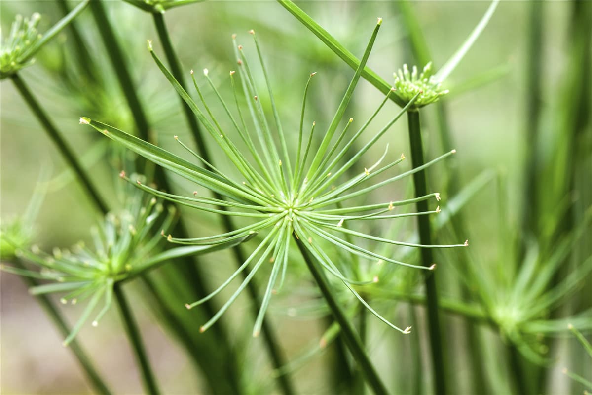Cyperus haspan Zypergras