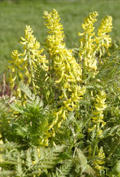 Corydalis lutea