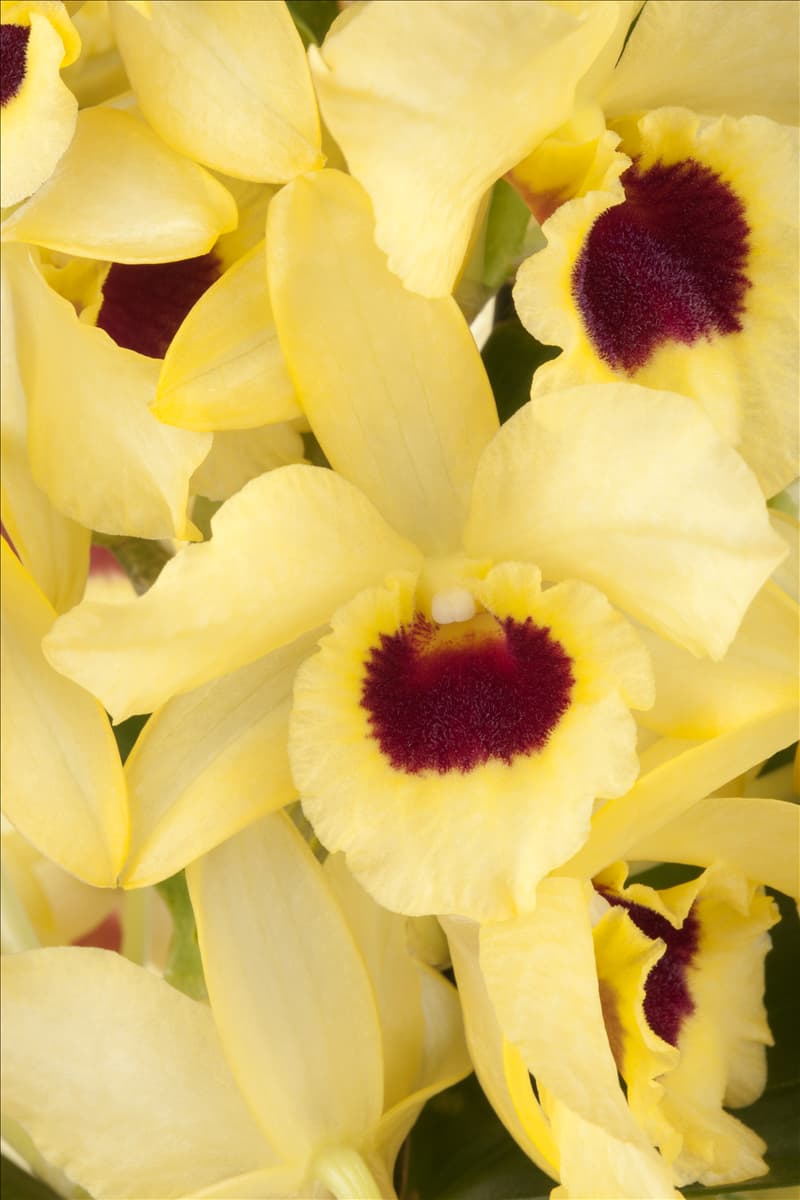 Dendrobium nobile 'Songbird' Dendrobie