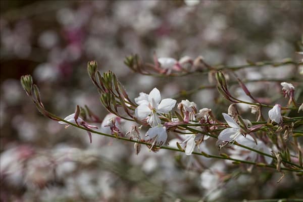 Gaura lindheimeri