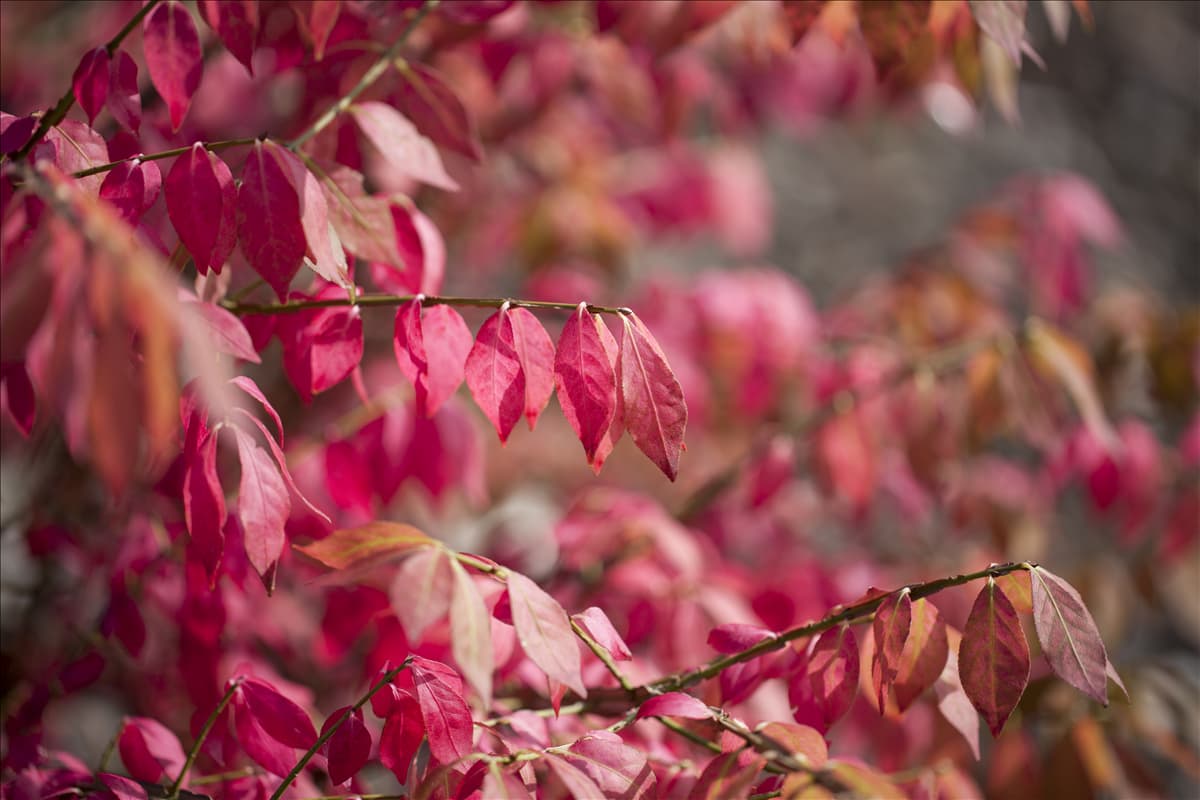 Euonymus alatus