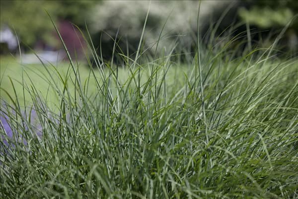 Deschampsia cespitosa