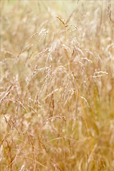 Deschampsia cespitosa