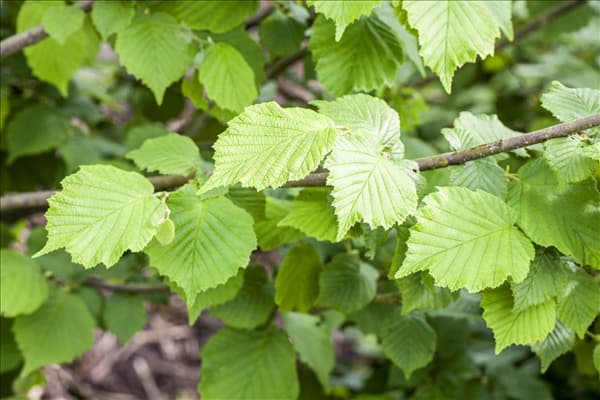 Corylus avellana, grün