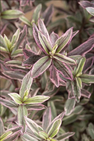 Hebe 'Frozen Flame'