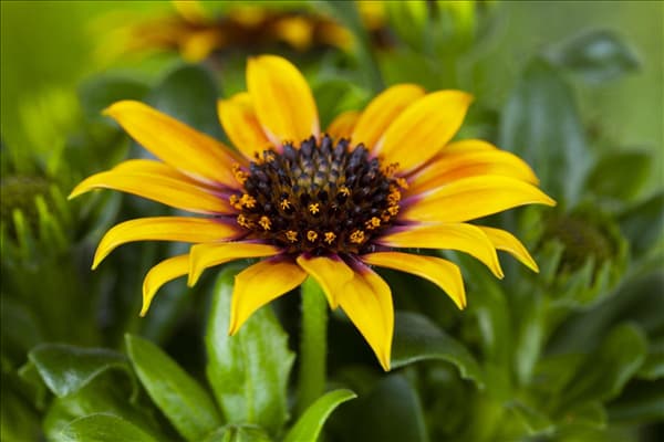 Gazania rigens