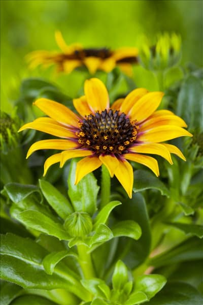 Gazania rigens