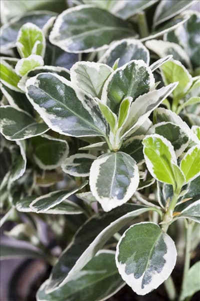 Euonymus fortunei 'Emerald Gaiety'