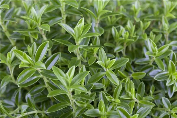 Hebe 'Green Boys'