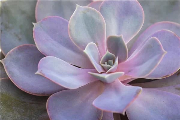 Echeveria 'Purple Pearl'