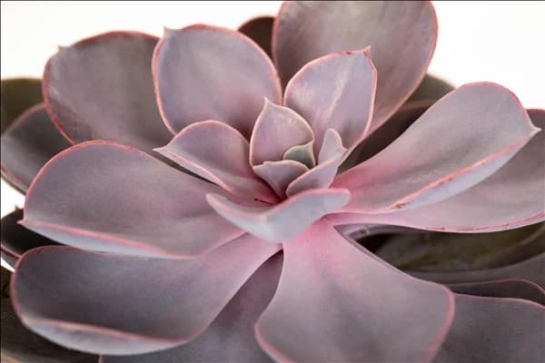 Echeveria 'Purple Pearl'