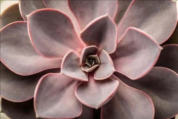 Echeveria 'Purple Pearl'