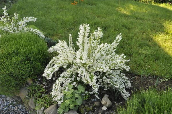Deutzia gracilis