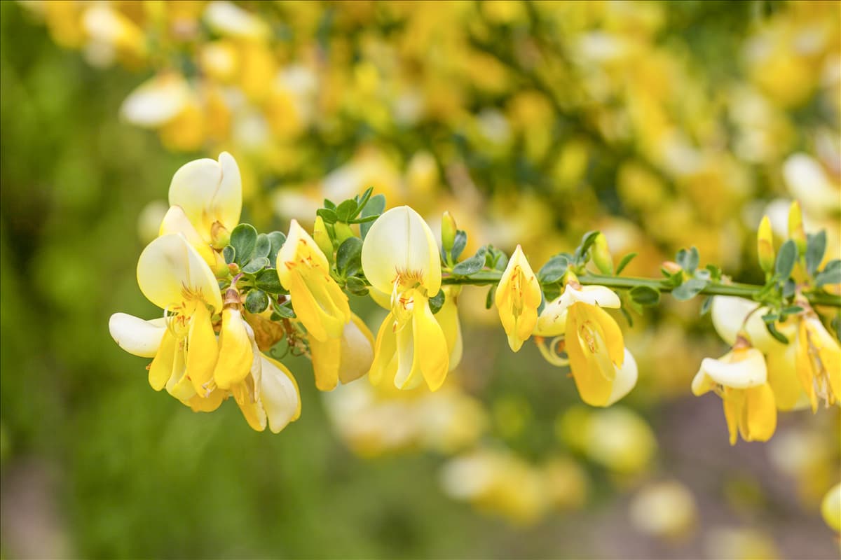 Cytisus scoparius