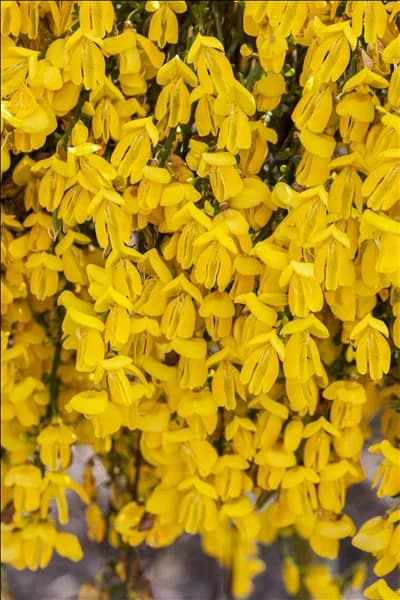 Cytisus scoparius 'Golden Tears'
