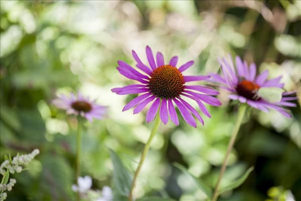 Echinacea purpurea