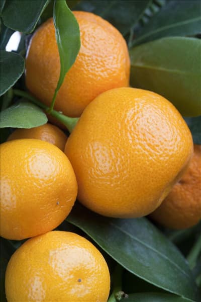 Citrofortunella microcarpa