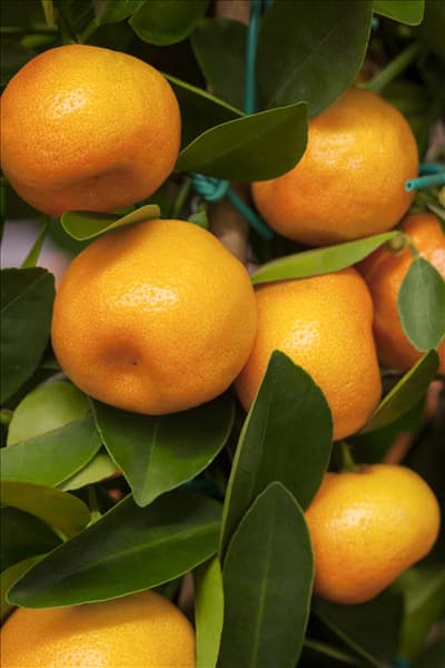 Citrofortunella microcarpa