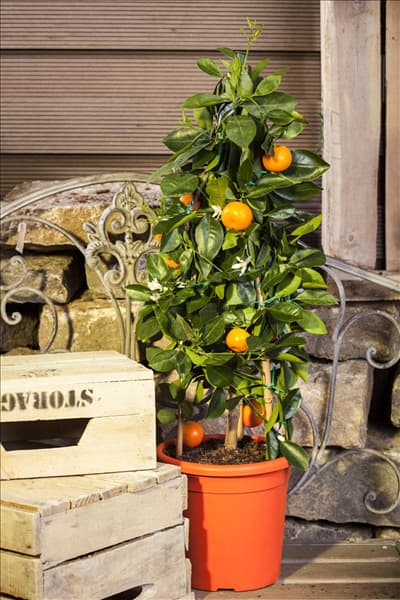 Citrus sinensis