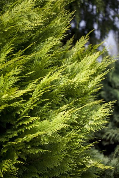 Chamaecyparis lawsoniana 'Ivonne'