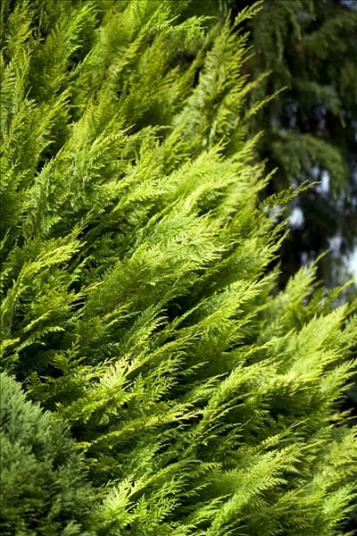 Chamaecyparis lawsoniana 'Ivonne'
