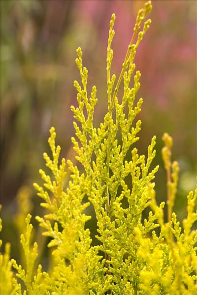 Chamaecyparis lawsoniana 'Ivonne'