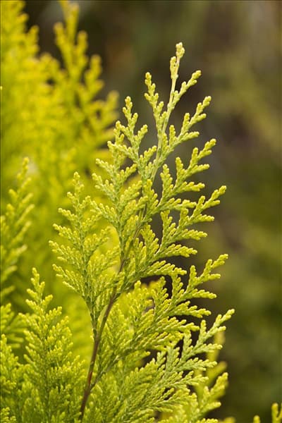 Chamaecyparis lawsoniana 'Ivonne'