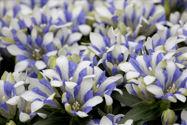 Gentiana sino-ornata 'Royal Stripes'