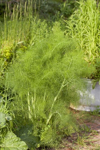 Foeniculum vulgare 'Greeny'
