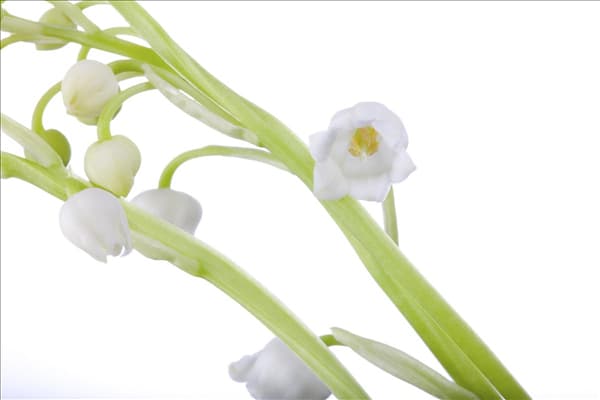 Convallaria majalis