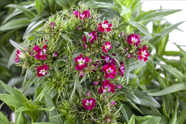 Dianthus barbatus